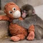 A baby Japanese macaque hugging an orange plush orangutan toy while sitting on the ground at Ichikawa City Zoological and Botanical Gardens in Japan, symbolizing comfort and emotional support after maternal rejection.