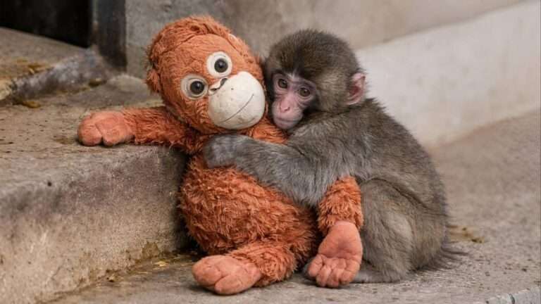 A baby Japanese macaque hugging an orange plush orangutan toy while sitting on the ground at Ichikawa City Zoological and Botanical Gardens in Japan, symbolizing comfort and emotional support after maternal rejection.