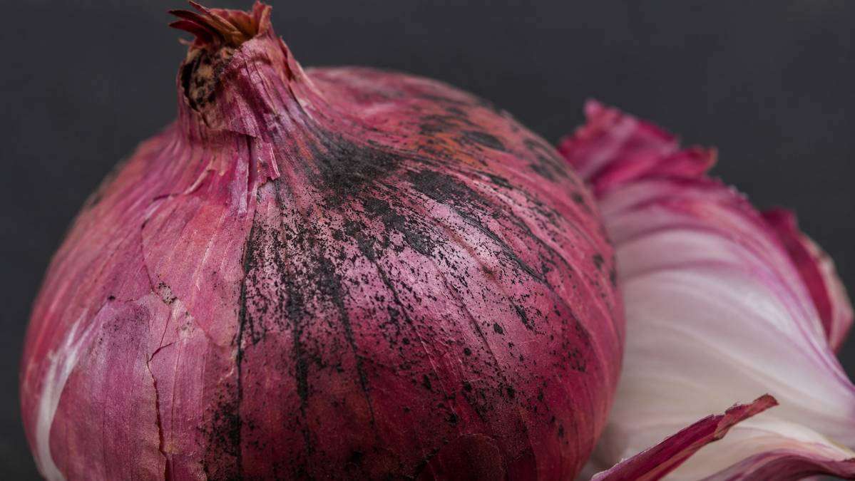 Close-up of black mold on the outer skin of a red onion caused by Aspergillus niger.